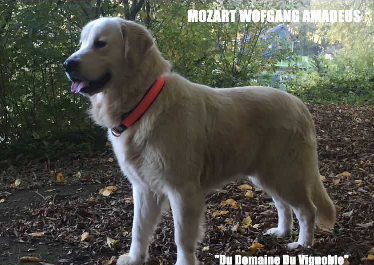 Mozart wofgang amadeus du domaine du vignoble