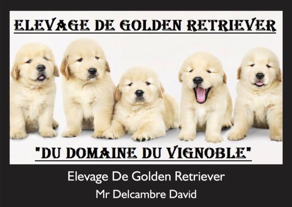 du domaine du vignoble